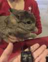 bunny-bnnuy.png