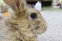bun.webm