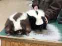 skuncc.jpg