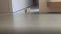 1724642156788117.webm