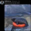 seal_floatie.jpg
