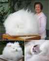 over 20lbs of bnuuy and fluff.png