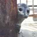 Seal peek.jpg