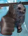 Seal thumbs up.jpg