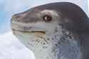 The seal of disapproval.jpg