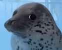 Seal stink eye 4.png