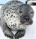Seal eye.jpg
