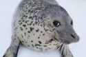 Seal stink eye 5.jpg