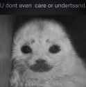 Sad seal 8.jpg