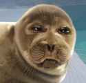 Seal sad 8.png