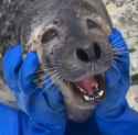Happy seal.jpg