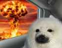 Seal pup nuclear explosion.jpg