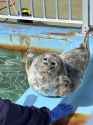 My favorite seal pic.jpg