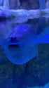 Seal has had enough.webm