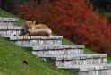 fox steps.jpg