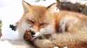 you_interrupt_my_paw-cleaning_for_what.webm