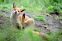 hello_yes_this_is_fox.jpg