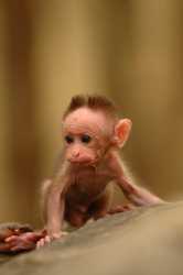 Baby_macaque_DSC_8412.jpg