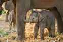 baby-asian-elephant-and-her-mother.jpg