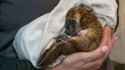 baby platypus 6.jpg