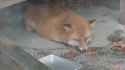 loafing_and_snacking.webm