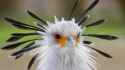 animals_hero_secretary_bird.jpg