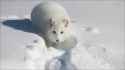 arctic_chonk.jpg