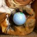 fox globe.jpg