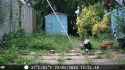 kit_and_magpies.webm