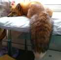 touch_massive_tail2.jpg