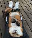 chilling_w_hoku-chan_2.jpg