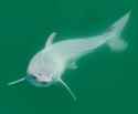 cute great white newborn.png
