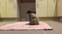 1561919668209.webm