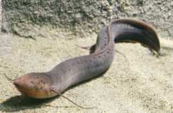 lungfish.jpg