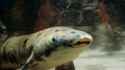 lungfish_grandad.jpg