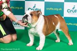 English Bulldog.jpg