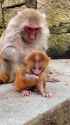 rhesus monkeys.webm
