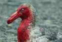 the-blood-soaked-plumage-of-the-antarctic-giant-petrel-v0-qw16u4bt08pg1.jpg