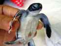 turtle baby3.0.jpg