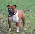 UKC_Olde_English_Bulldogge_Male (1).jpg