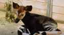 OKC-Zoo-okapi-calf-screengrab-from-OKC-Zoo-video-1068x601.jpg