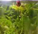 1768854552041288.webm