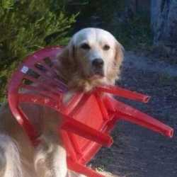 chair doggo.jpg