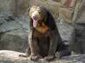 sun-bear-640x480.jpg