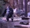 simplescreenrecorder-2026-06-09_00.19.53.webm
