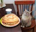 blini kot.jpg