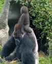 1736419043373.webm