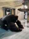 1665837626738543.webm