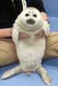 Niko Baby Baikal seal.jpg
