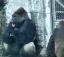 1749148902608448.webm